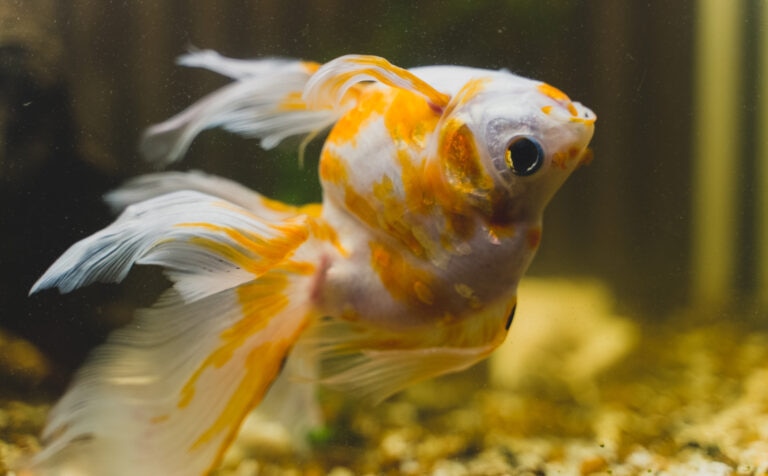 Sick goldfish swimming upside down in an aquarium tank