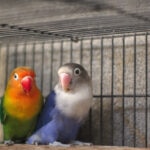 9 Types of Lovebirds