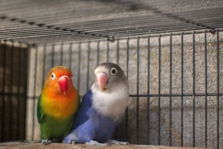 Two different colored lovebirds in an enclosure