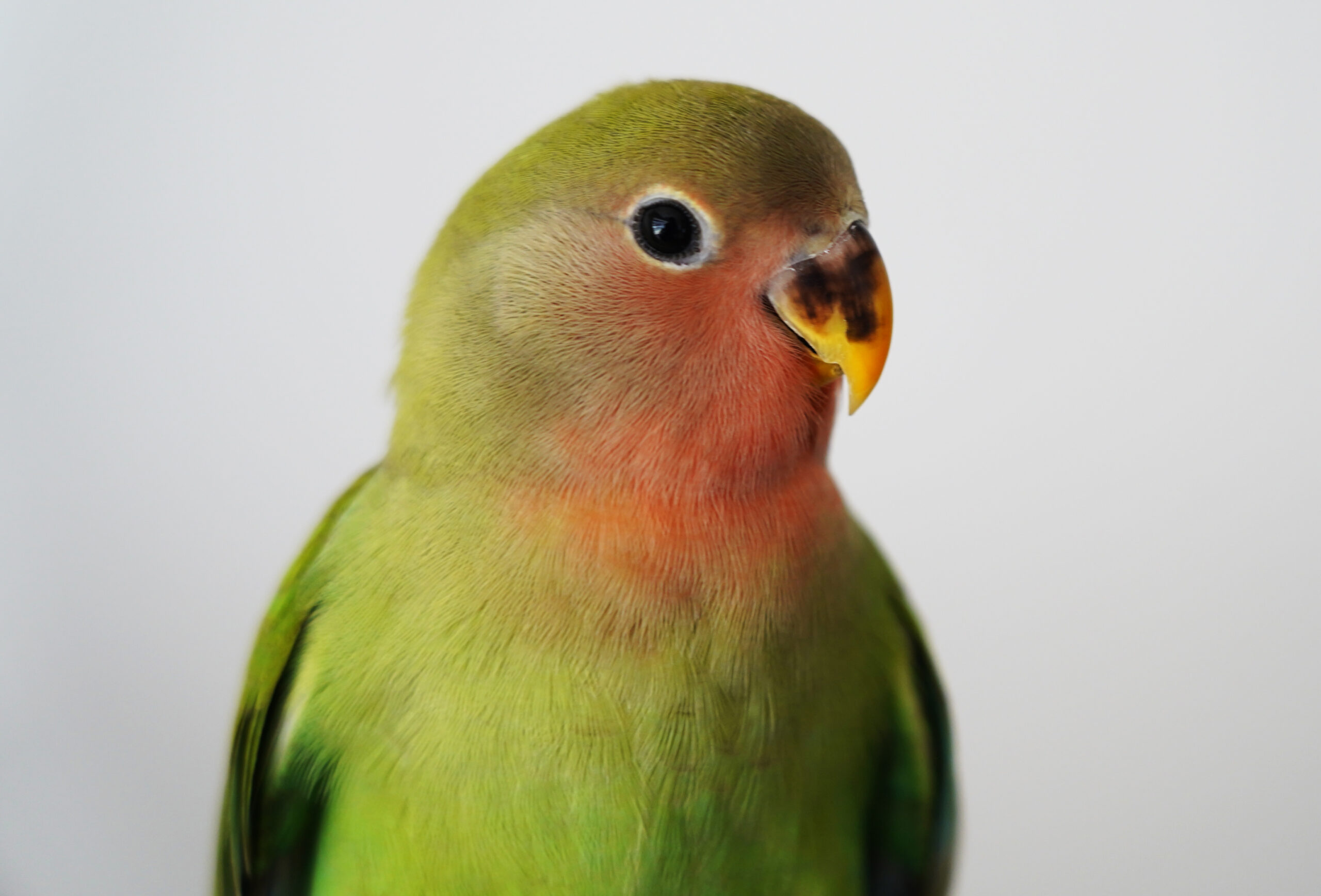 rosy-faced lovebird