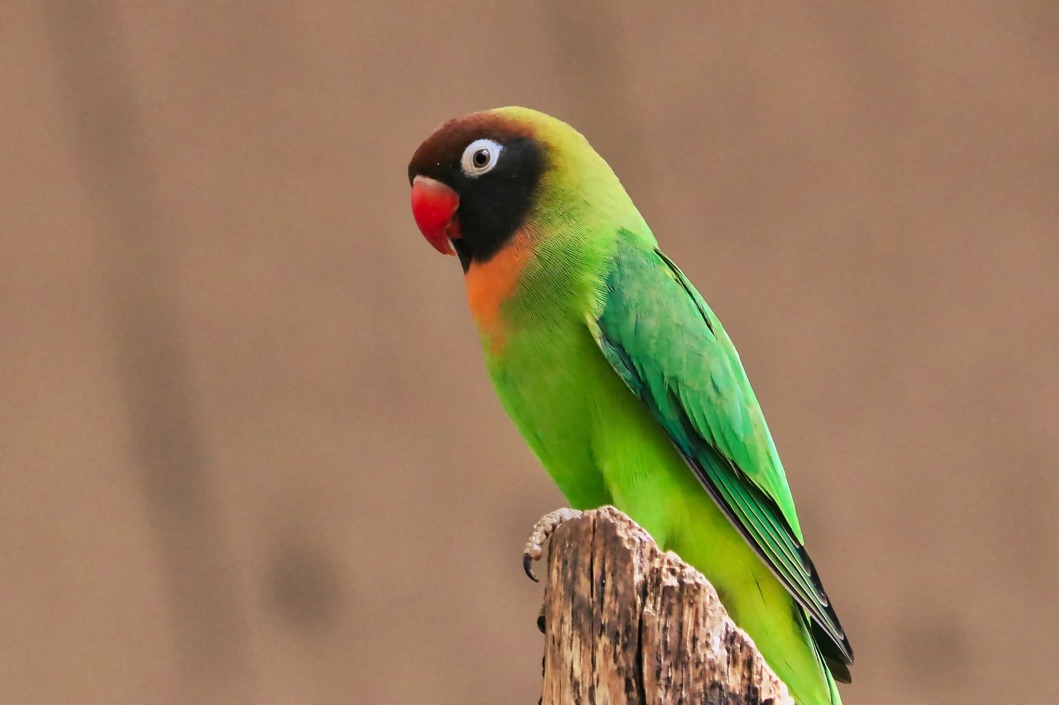 black-cheeked lovebird