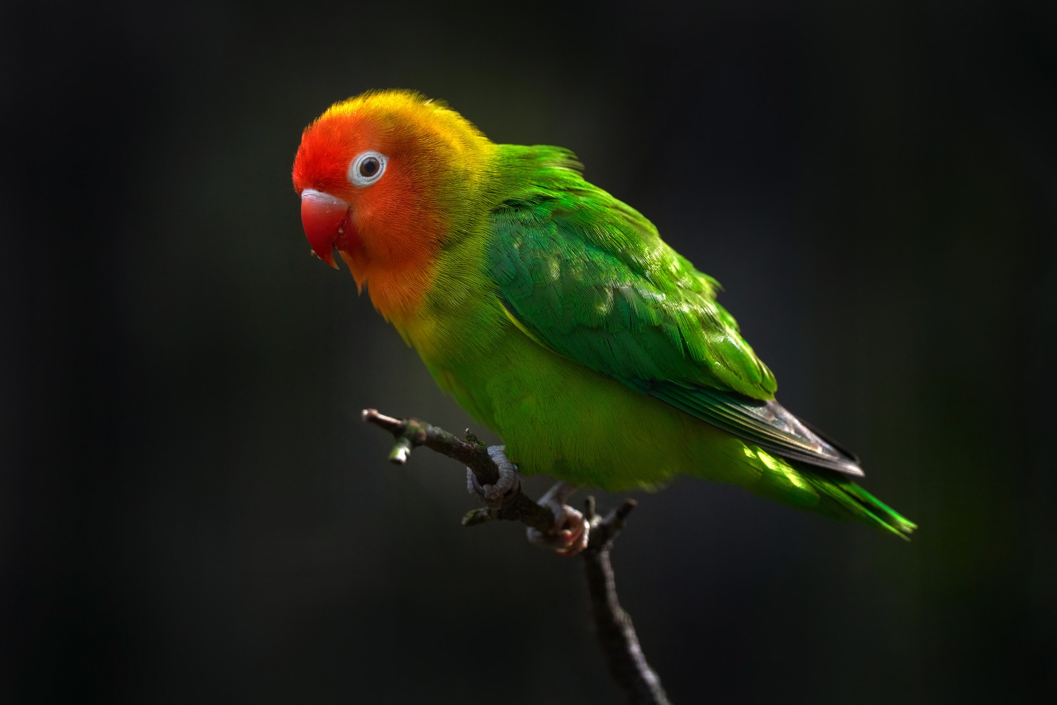 lilian's lovebird