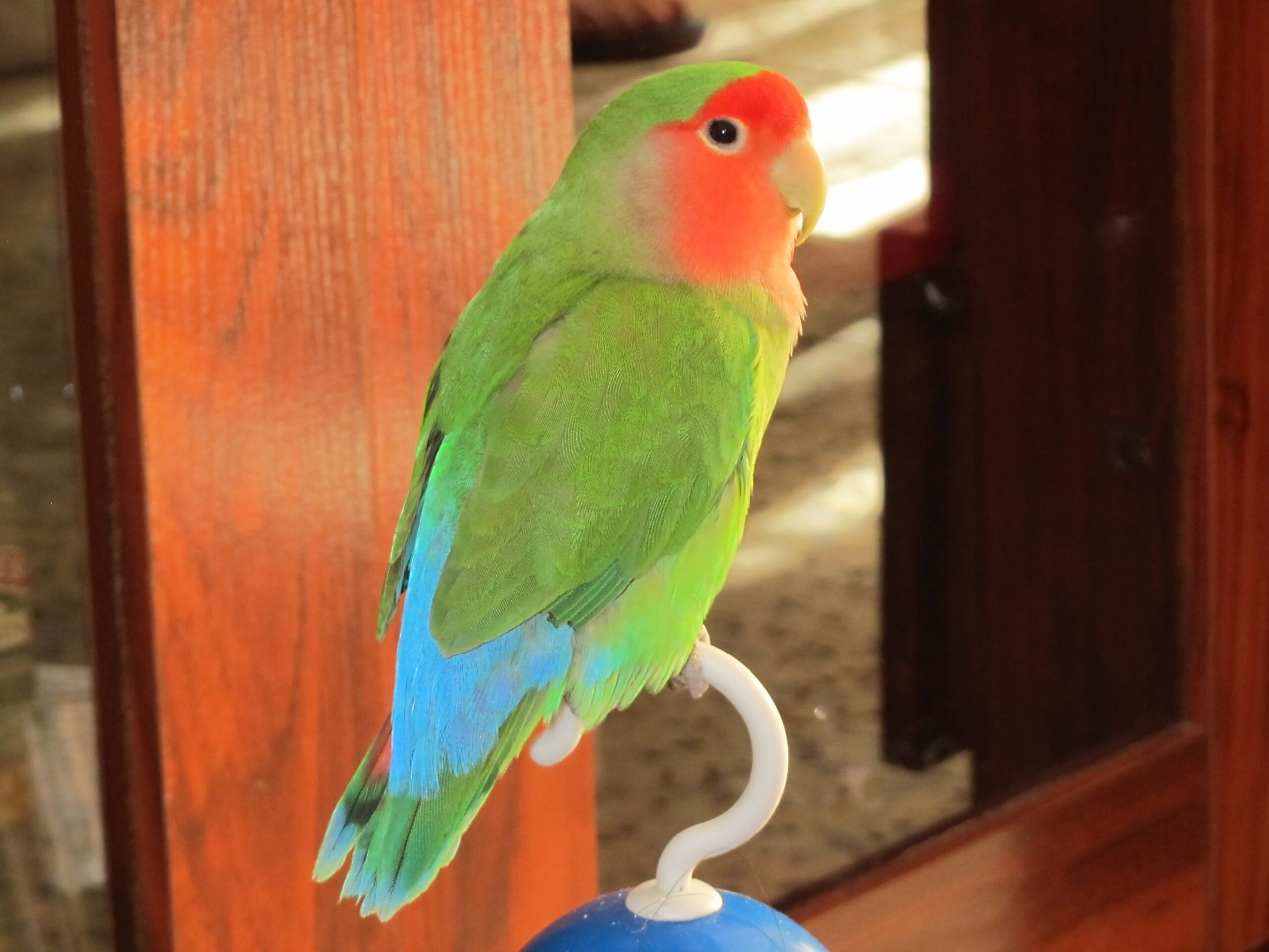 red-faced lovebird