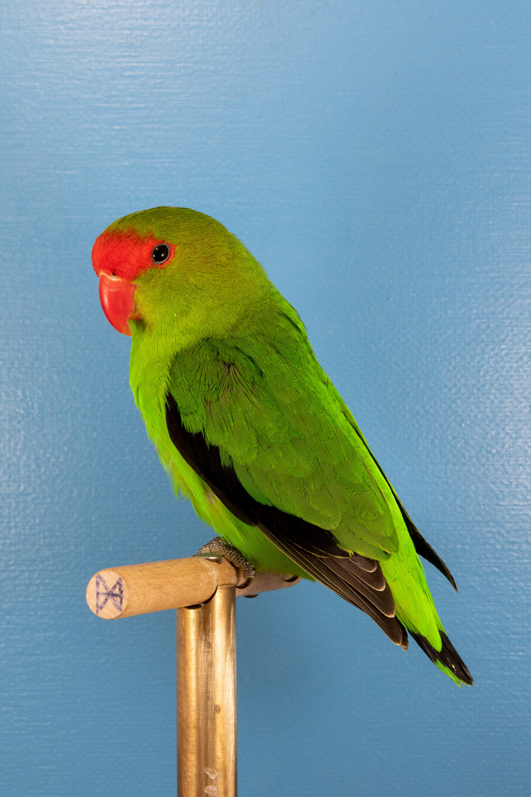 black-winged lovebird