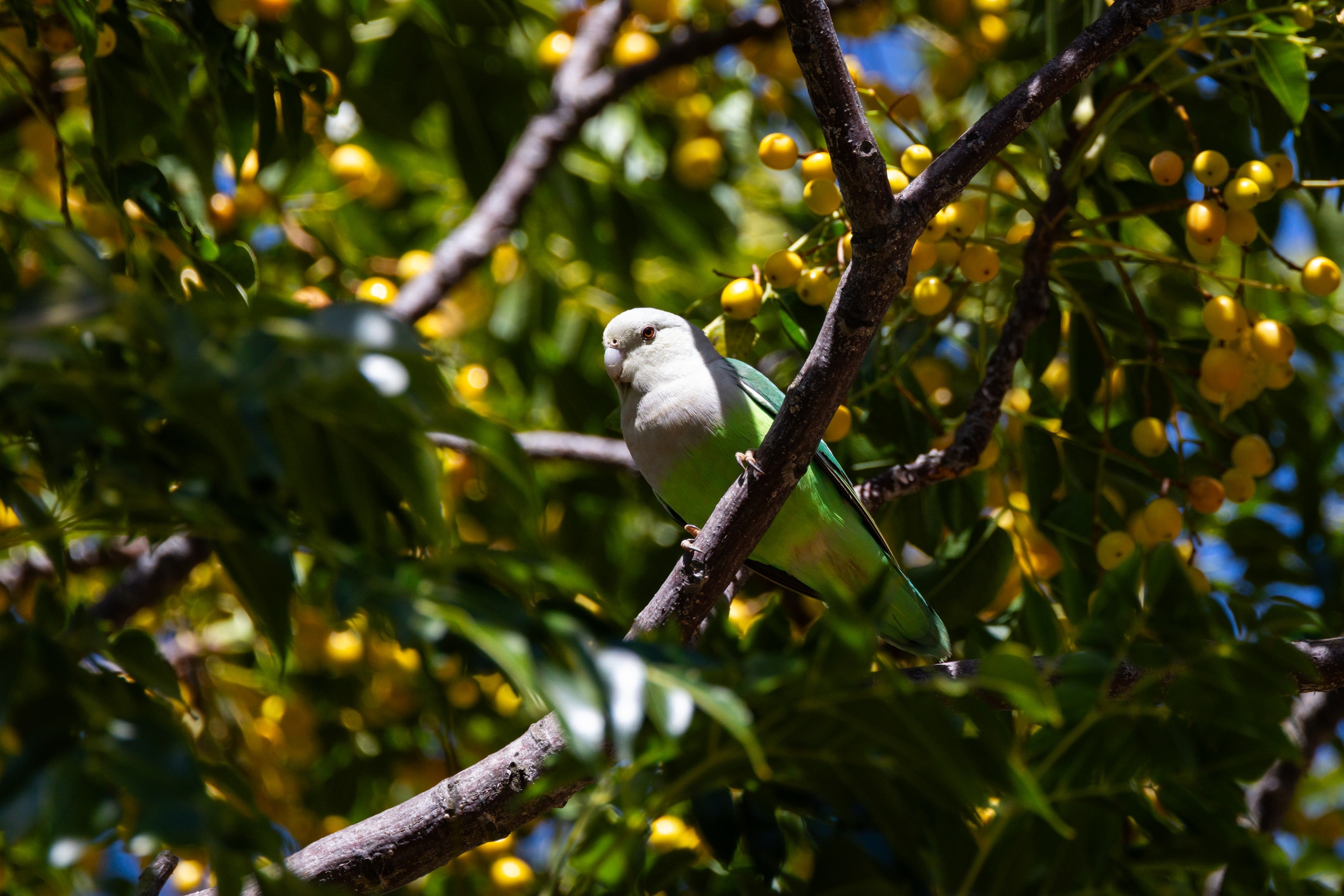 grey-headed lovebird