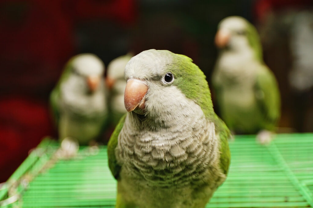 Quaker parrots atop an enclosure