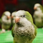 Can Quaker Parrots Talk?