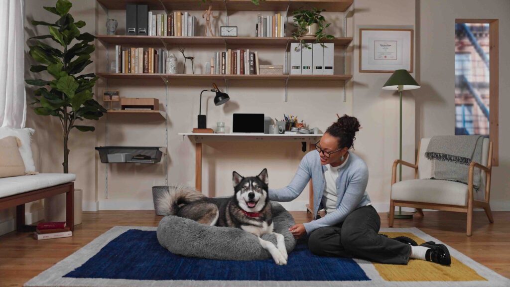 sileo for dogs: a gray siberian husky lies on his dog bed while his pet parent comforts him by petting his back.