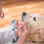 How To Give Your Dog Liquid Medication Like a Pro