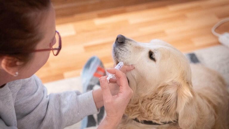 how to give dog liquid medication: pet parent giving dog liquid medication