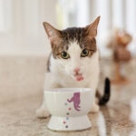 Why Is My Cat Drinking a Lot of Water? Is This Normal?