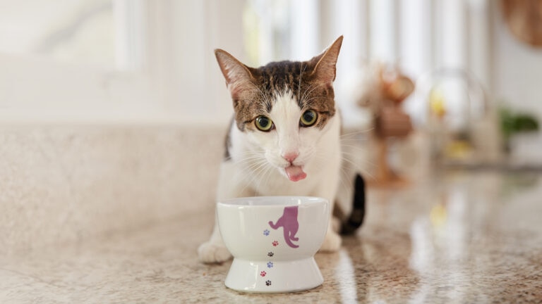 cat drinking a lot of water: cat drinking from water bowl