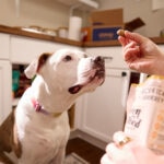 The Ultimate Guide to Training Treats for Dogs