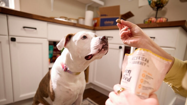 dog training treats: pet parent offering training treat to dog