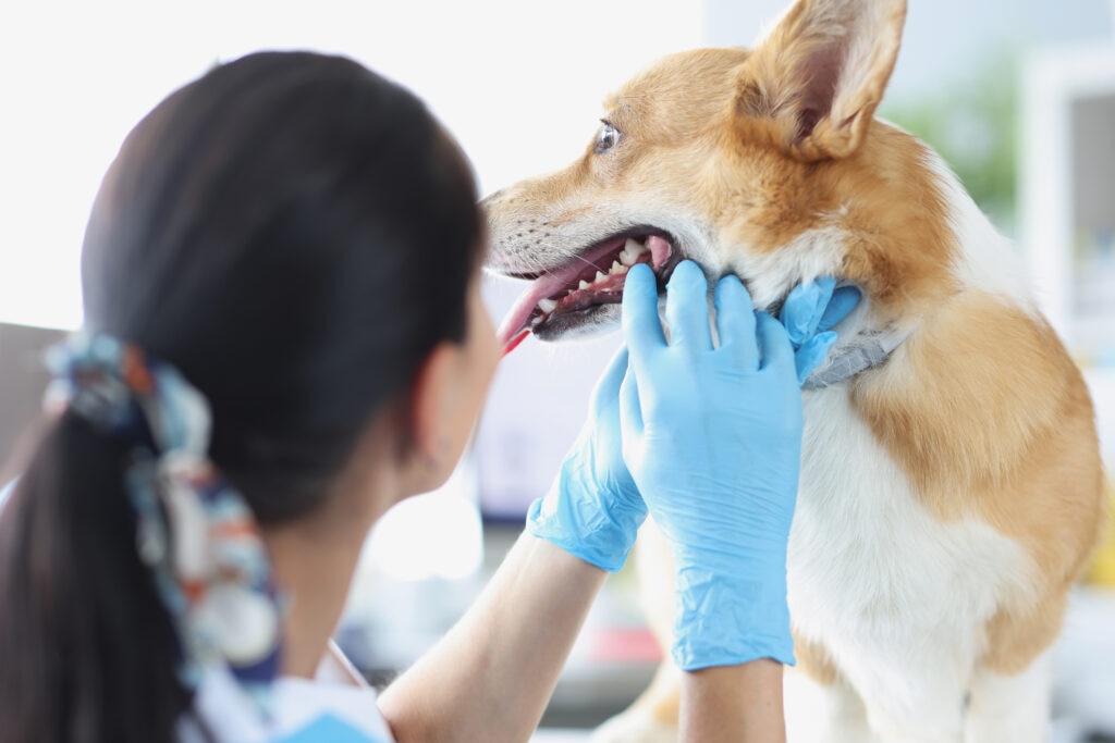 swallowing difficulties in dogs; a veterinarian examines a dog.