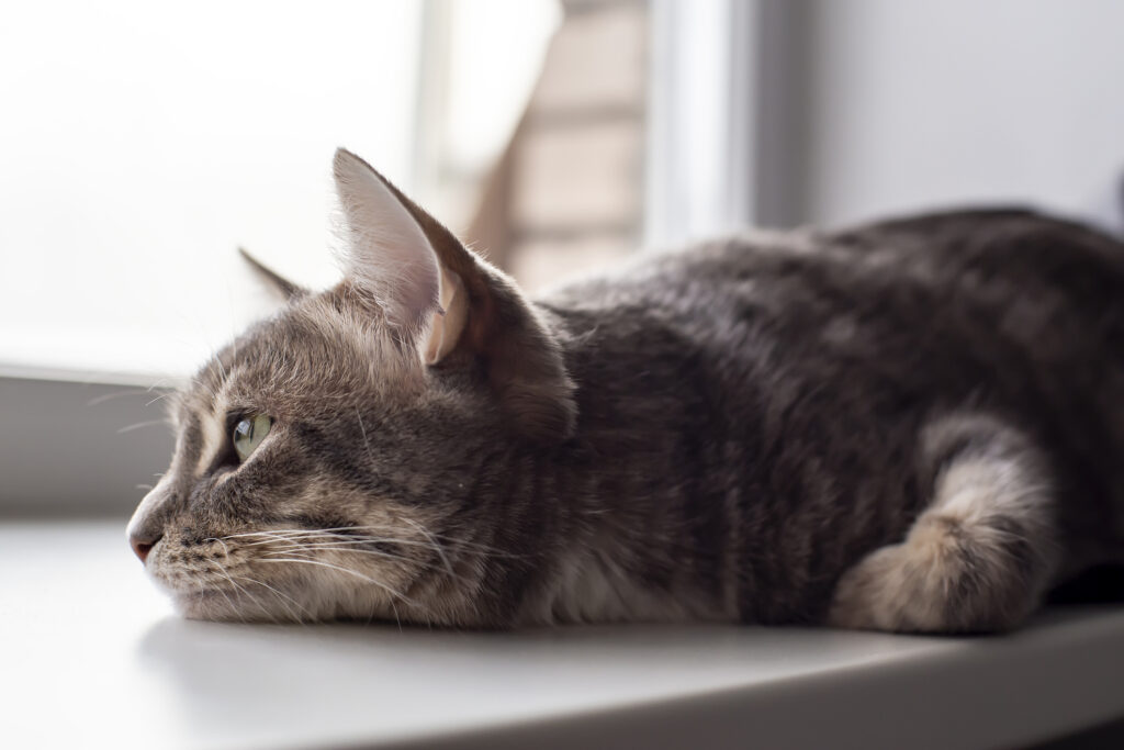 cat depression; a cat lays on a windowsill.