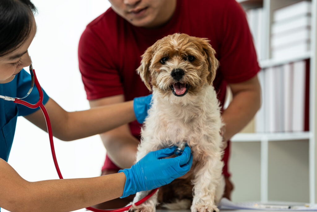 endocarditis in dogs; a veterinarian listens to a dog’s heart.
