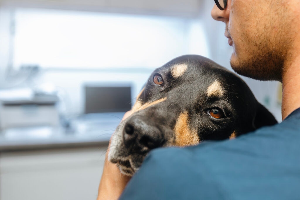 lomerulonephritis in dogs; a veterinarian holds a sick dog.