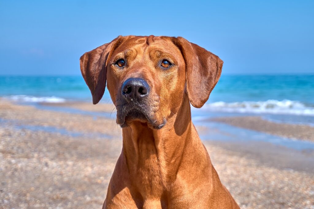 Rhodesian Ridgeback sitting on a beach with the ocean in the background.