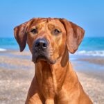 15 Red Dog Breeds Who Bring the Heat