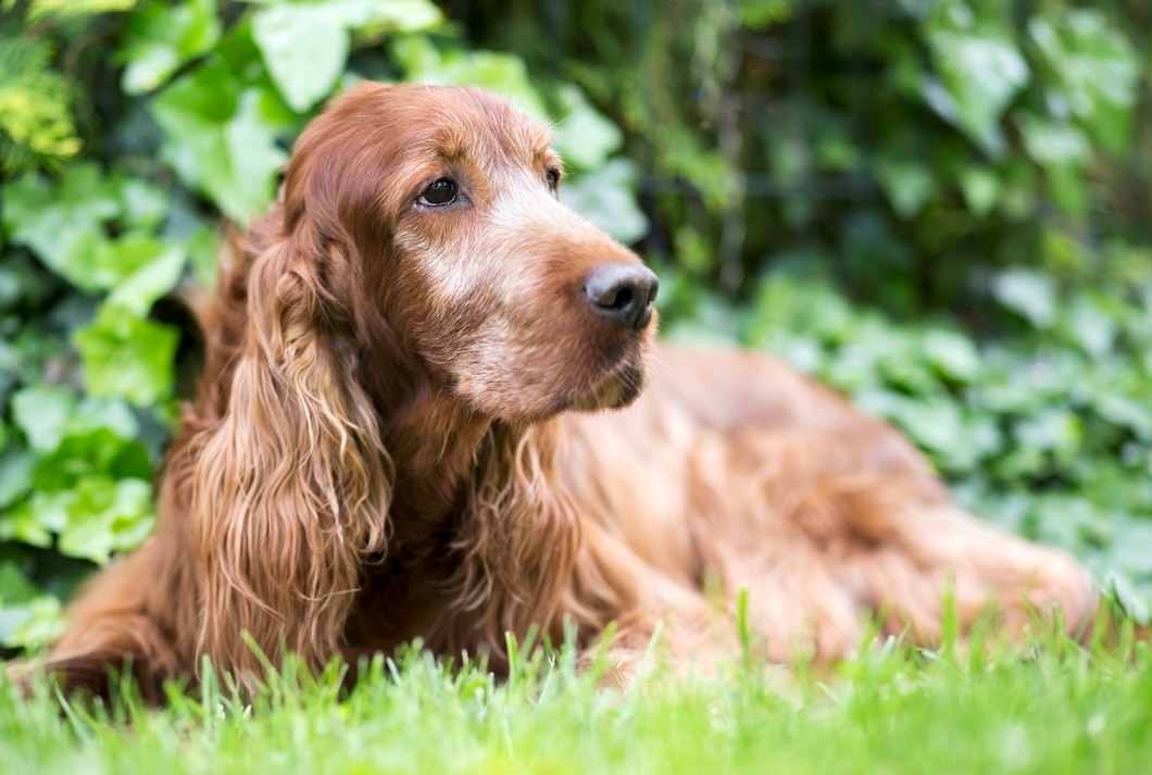 Red Irish Setter lying in green grass surrounded by leafy plants.