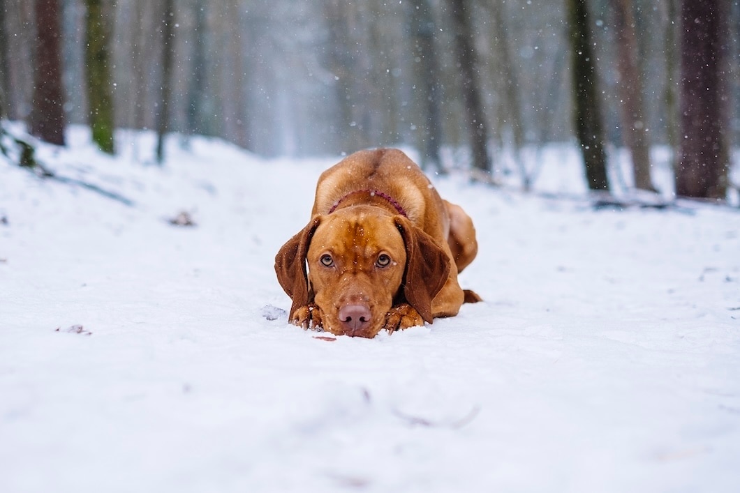 Brown Vizsla lying in the snow and looking at the camera in a snowy forest. 
