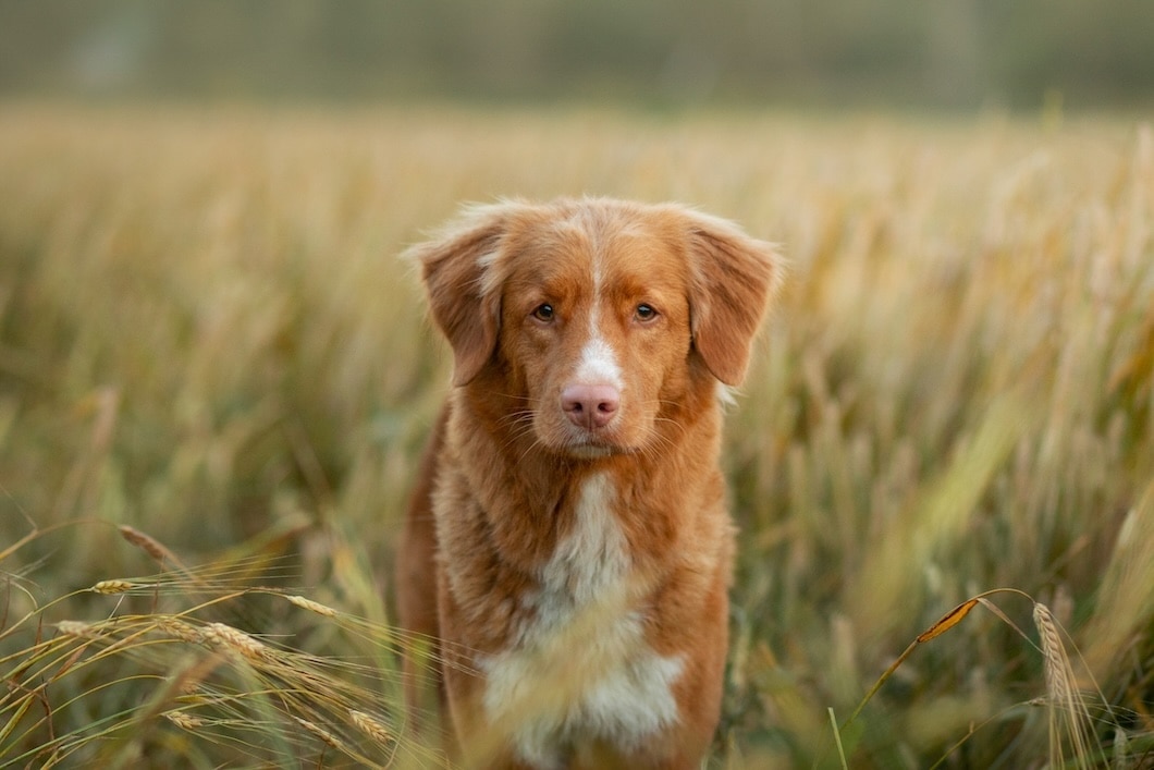 Nova Scotia Duck Tolling Retriever standing in a golden wheat field and looking at the camera.