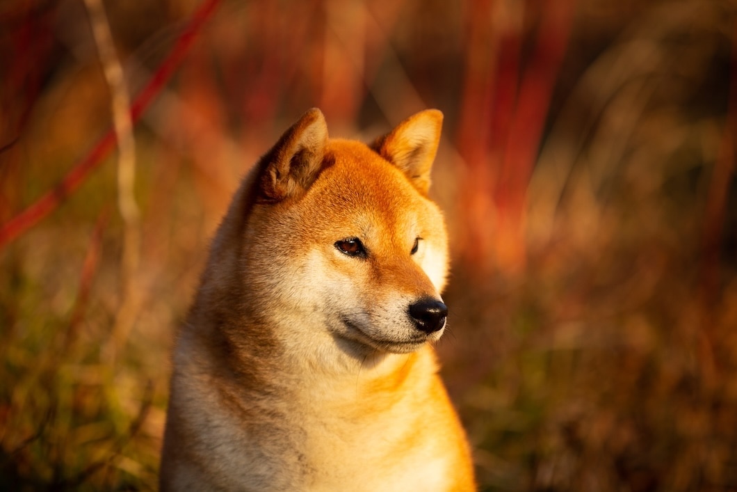 Shiba Inu with a reddish-brown coat sitting outdoors in warm sunlight.