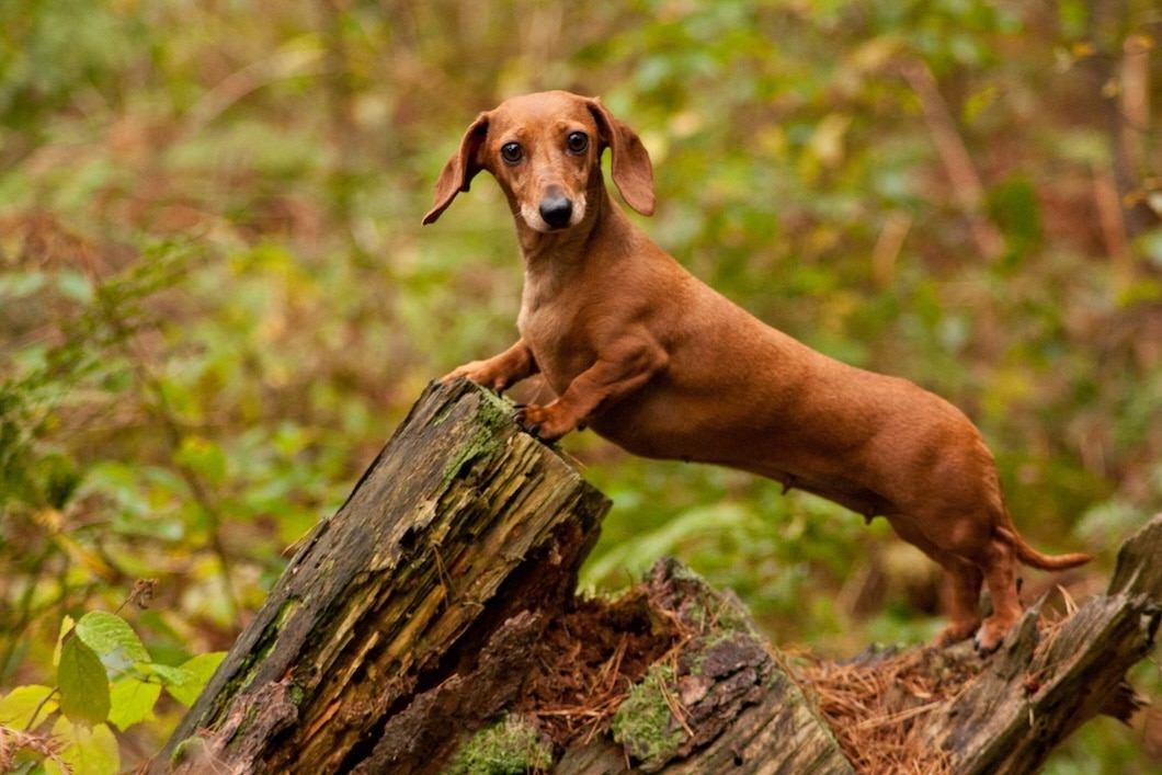 Brown Dachshund standing with its front paws on a fallen tree stump in a wooded area.