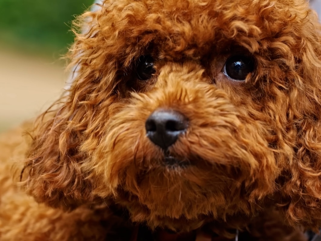 Close-up of a brown Toy Poodle with curly fur and dark eyes.