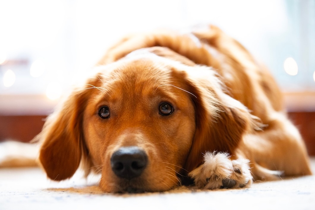 Golden Retriever puppy lying on the floor with its head resting between its front paws.
