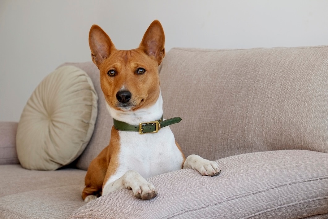 Basenji wearing a green collar sitting on a beige couch with its front paws on the armrest.