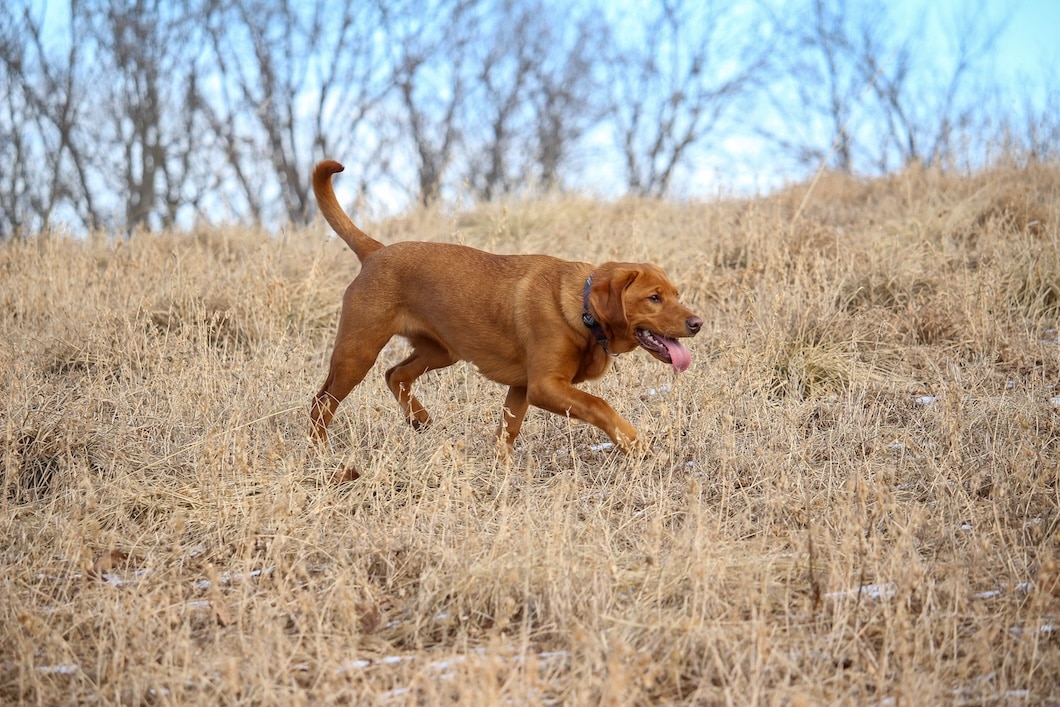 Red Labrador Retriever walking through a field of tall, dry grass.