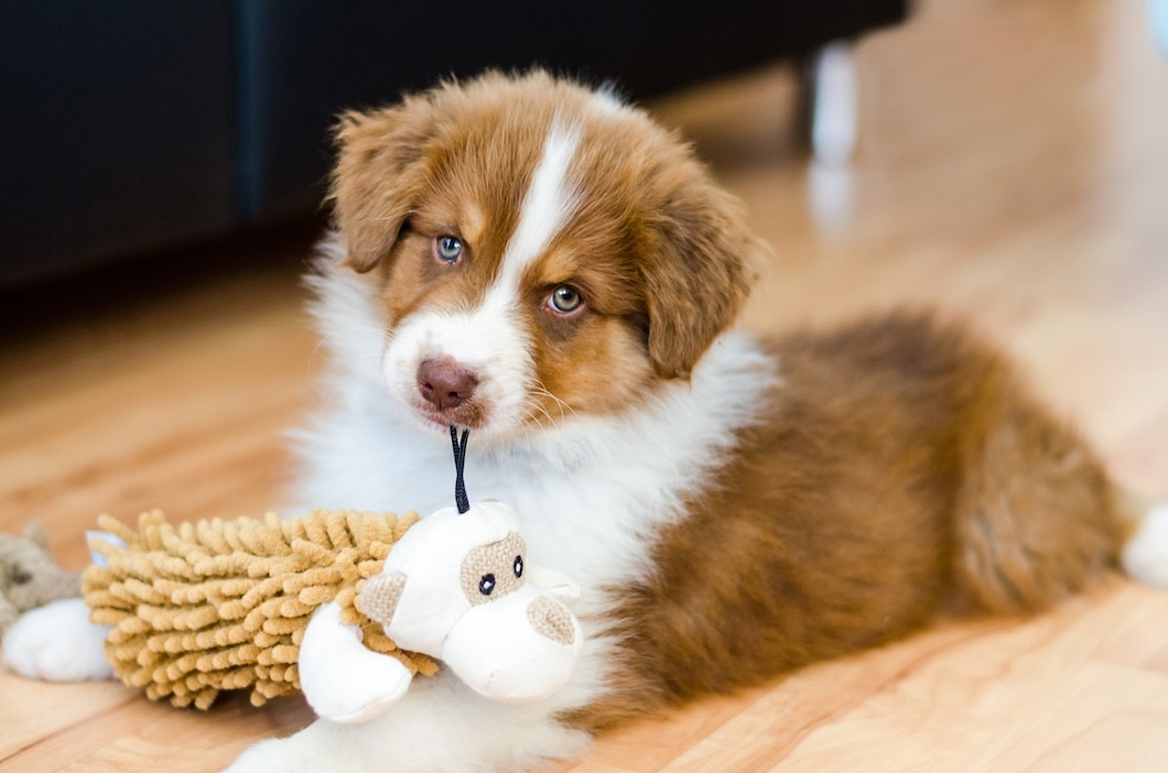 Australian Shepherd puppy lying on a wooden floor while holding a plush toy