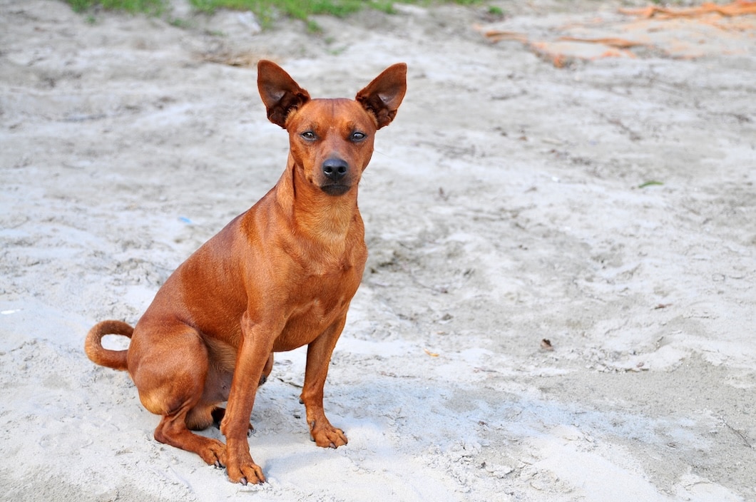 Red Miniature Pinscher sitting on the sand at a beach.