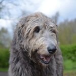 8 Irish Dog Breeds Who Bring a Little Luck Home