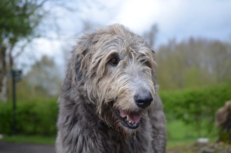 Close-up of a shaggy gray Irish Wolfhound standing outdoors.