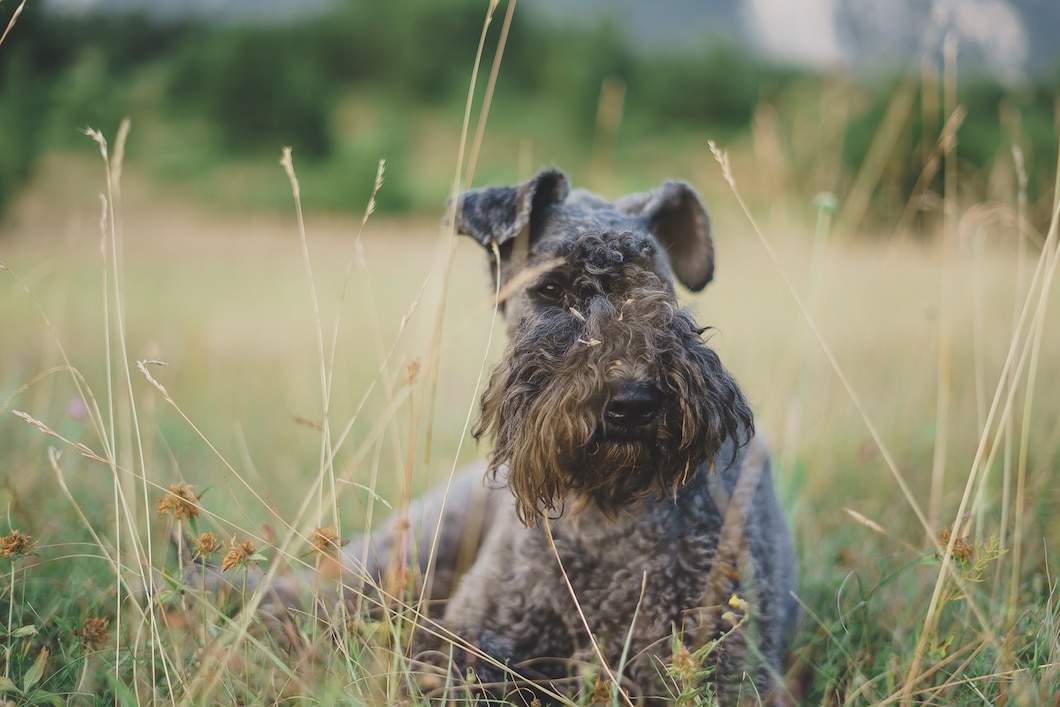 A Kerry Blue Terrier lying in the grass