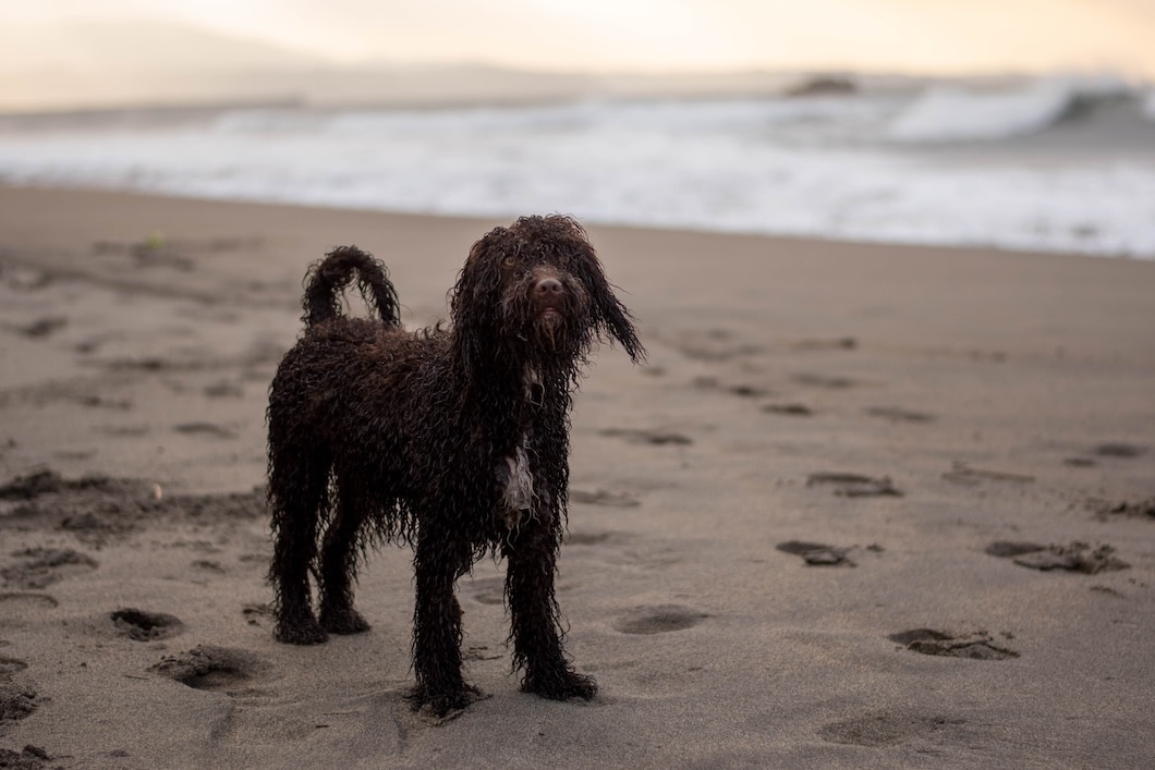 A wet, curly-coated Irish Water Spaniel standing on a sandy beach near the ocean.