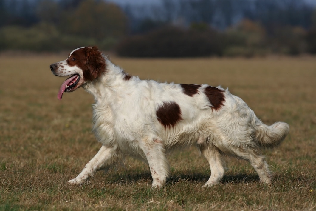 A white and reddish-brown Irish Red and White Setter walking through a grassy field with its tongue out.