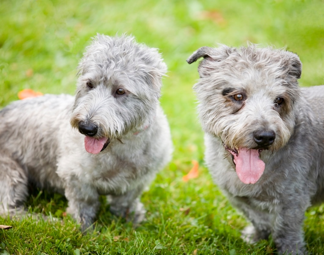 Two shaggy gray Glen of Imaal Terriers standing together on green grass with their tongues out.
