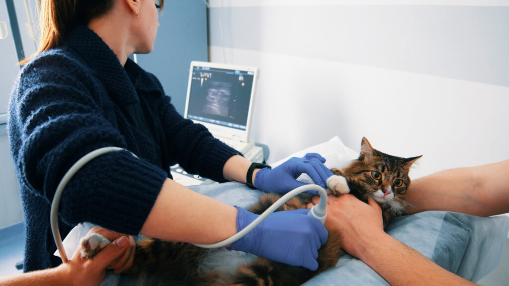 ultrasounds for pets; a cat gets an ultrasound at a veterinary office.
