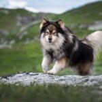 A brown and white Finnish Lapphund dog running through the mountains
