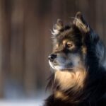 Black and tan Finnish Lapphund looking to the side in warm sunlight against a blurred wooden background.
