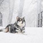 Finnish Lapphund lying in deep snow during a heavy snowfall.