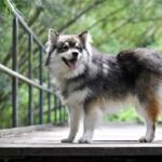Finnish Lapphund standing on a wooden walkway surrounded by green foliage.