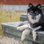 Black and tan Finnish Lapphund lying on wooden steps outdoors.