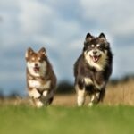 Two Finnish Lapphunds running together through a grassy field.