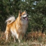Icelandic Sheepdog standing among grasses and shrubs in a sunlit woodland.