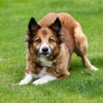 Icelandic Sheepdog crouching on green grass and looking at the camera.